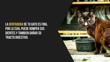 7 Alimentos dañinos para tu gato