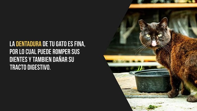 7 Alimentos dañinos para tu gato
