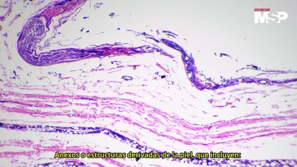 Sistema tegumentario: ¿Qué es y por qué actúa como escudo protector? - #ExclusivoMSP