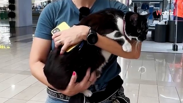Une chatte est adoptée : quelques temps plus tard, elle devient la mascotte d’un centre commercial