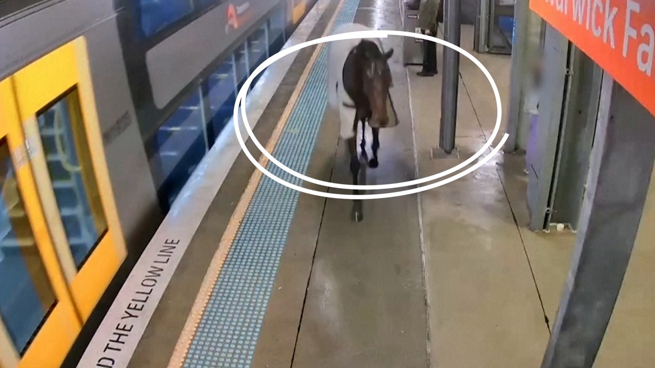 Sydney : un cheval se retrouve sur le quai d'une gare après s'être échappé de son écurie