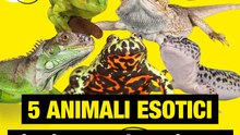5 animali domestici da tenere in casa