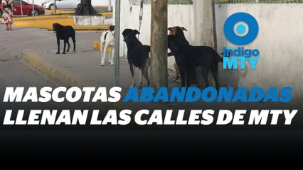 Del hogar a las calles: mascotas abandonadas en NL | Reporte Indigo