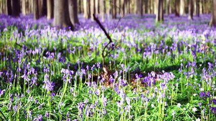 Millions of bluebells bloom outside Belgian capital Brussels