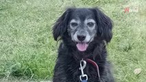 Après une vie de maltraitance et de violence, ce chien senior recherche une famille qui saura gérer son hyper-attachement