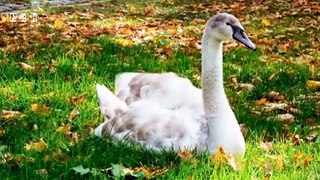 Natural relaxation video with most beautiful birds, flowers, seascapes and mind blowing stress relief relax music