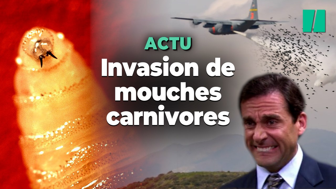 Le Costa Rica déclenche une urgence nationale à cause de larves de mouches