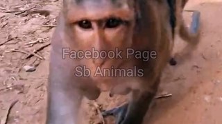 Animal's Shorts Video, Monkey Reels Video, Mankey Short, Shorts Video#Viralvideo#Trendingvideo