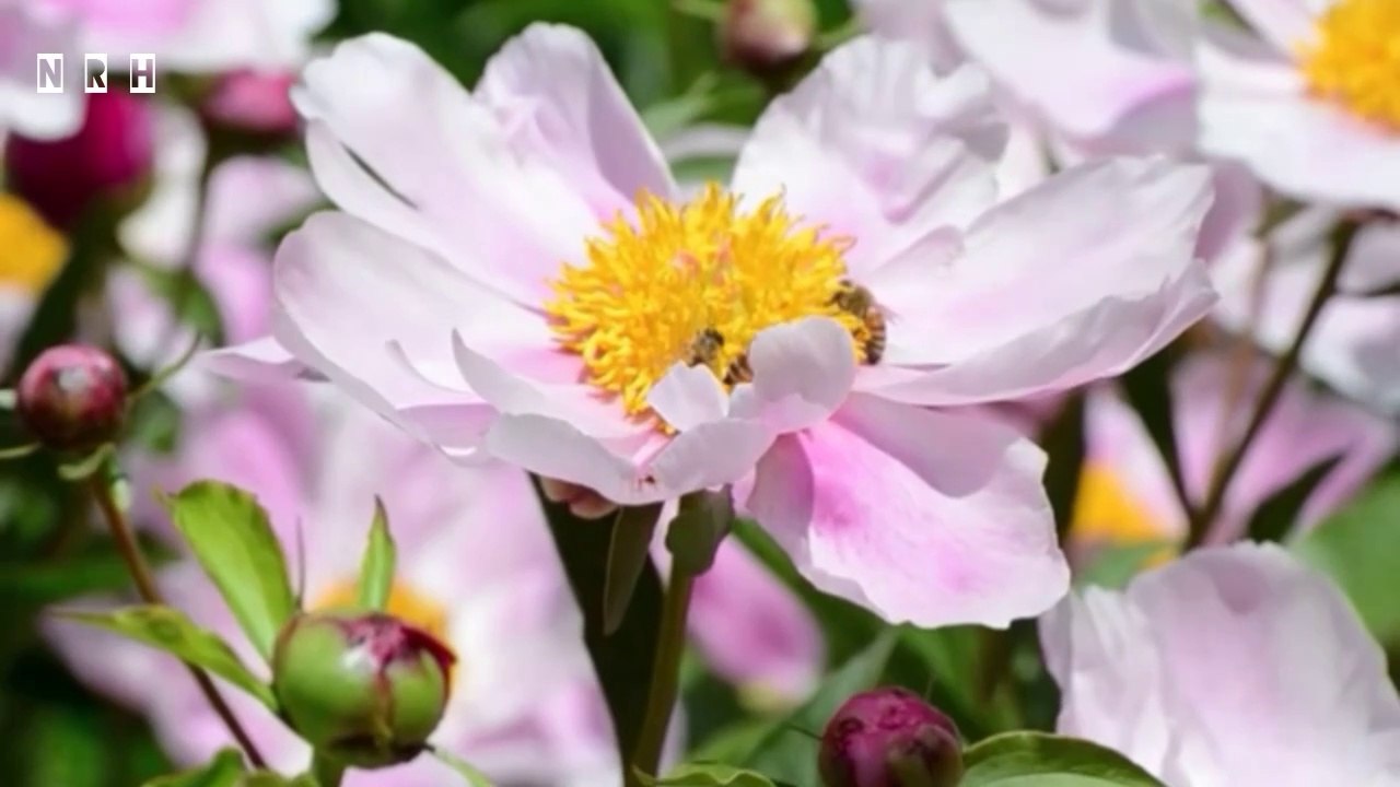 Beautiful Nature Scene Relaxation Video With Beautiful Birds, Flowers 