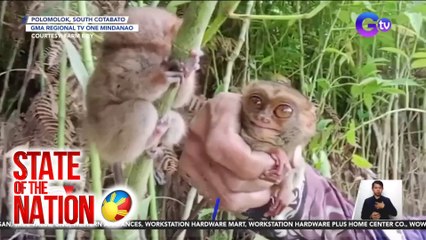 Pagdakma ng magpinsan sa dalawang tarsier, inalmahan | SONA
