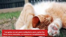 Artículos para gatos; mimando a tu minino con Pets Unlimited