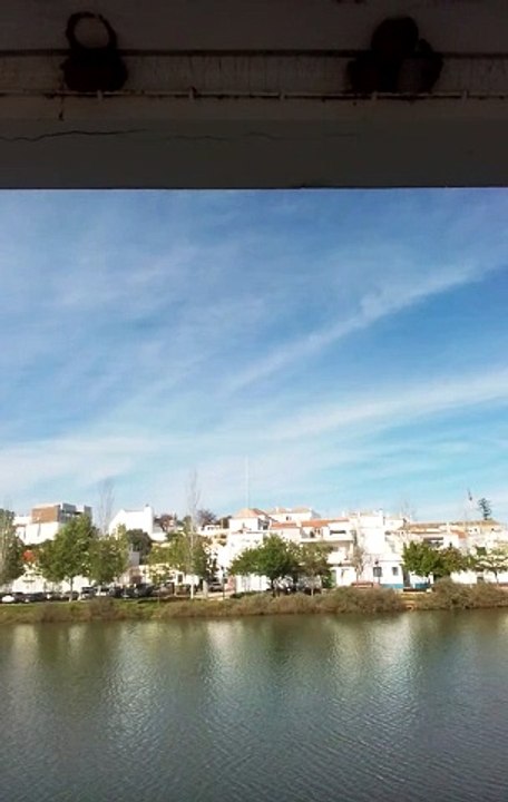 Andorinhas Algarvias...