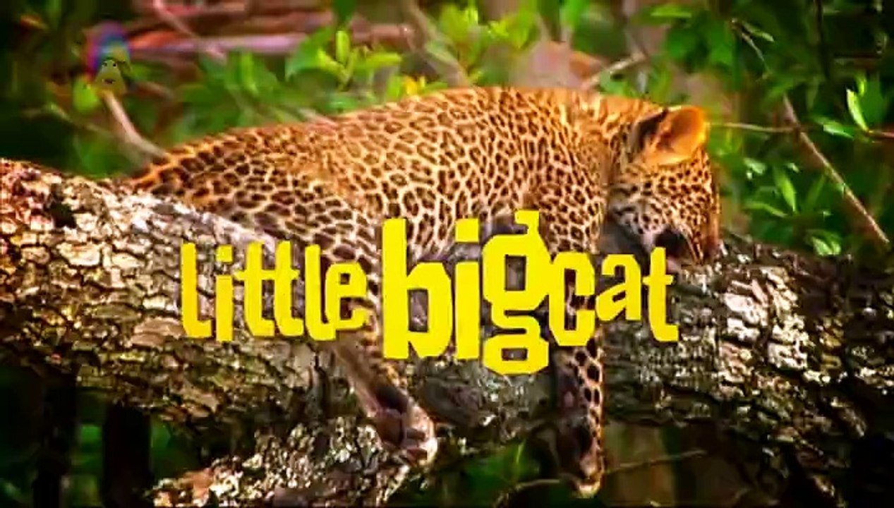 Little Big Cat: Moja and the Wheelyphant