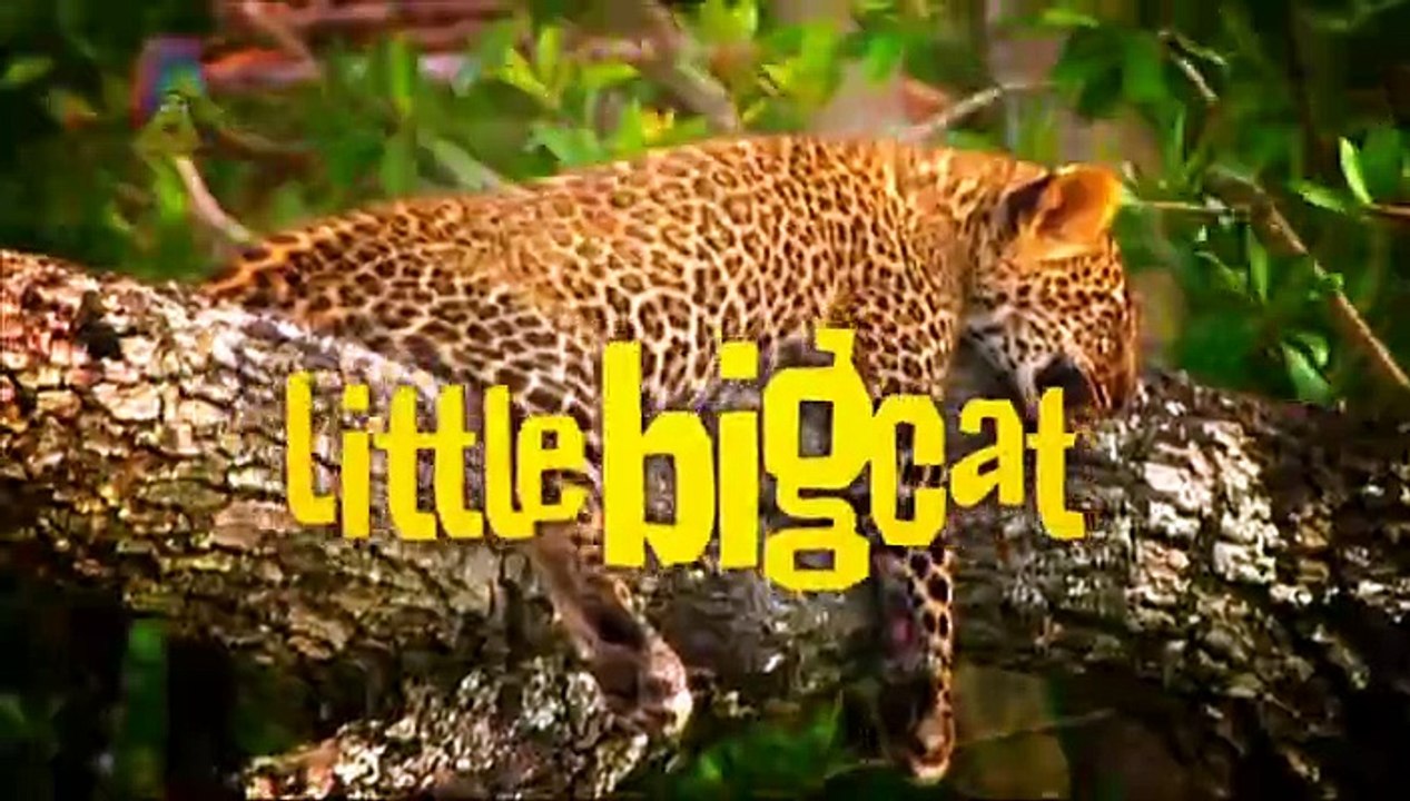 Little Big Cat: The Leopards Move Home