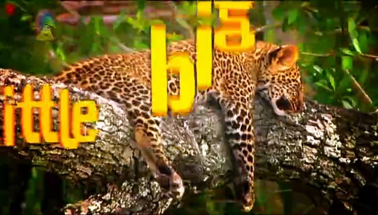 Little Big Cat: Mbile Climbs a Tall Tree