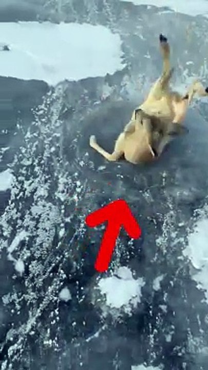Ils aident une biche en détresse