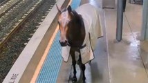 Video: Karkaava hevonen kävelee Sydneyn juna-aseman laiturilla