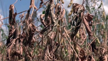 IBCE PERDIDAS SEQUIAS