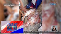 Malalaking pusit, nahuli sa dagat na sakop ng Barangay Dalupaon | UB