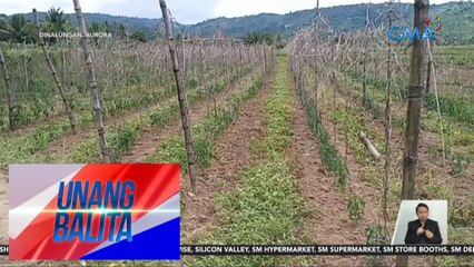 Ilang pananim na gulay, natuyot dahil sa mainit na panahon | UB