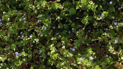 Schumann-Dichterliebe no.1 (piano accompaniment part)