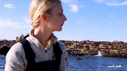 القرش الابيض