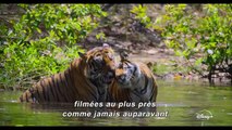 Tigres Bande-annonce (FR)