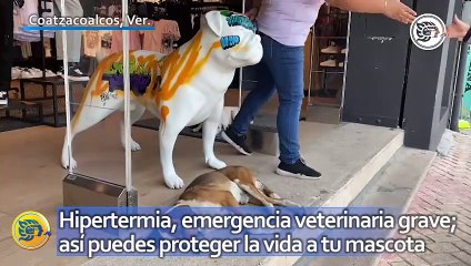 Hipertermia, emergencia veterinaria grave; así puedes proteger la vida a tu mascota
