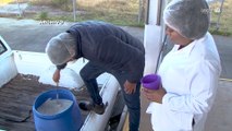 Importar leche en polvo causa pérdidas por 300 mil litros diarios a los productores de Jalisco