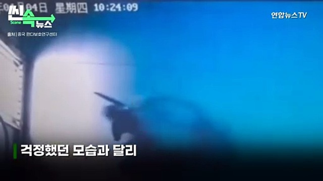 [씬속뉴스] 푸바오 슬기로운 격리생활 중…"잘 먹는거 보니 러바오 딸 맞네"