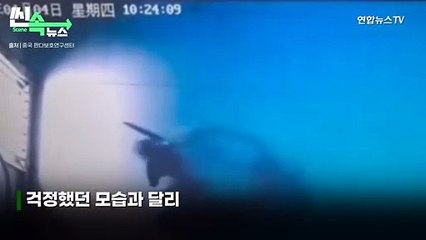 [씬속뉴스] 푸바오 슬기로운 격리생활 중…"잘 먹는거 보니 러바오 딸 맞네"