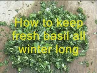 How to keep fresh basil all winter long