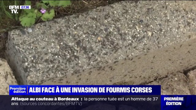 Elles vous montent dessus, elles vous mordent, on est pas chez soi : Albi fait face à une invasion de fourmis corses
