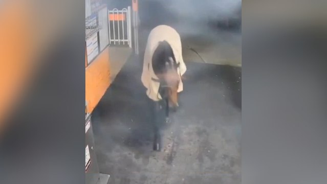 Avustralya'da başıboş yarış atı tren istasyonuna girdi