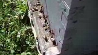 Abeilles en plaine miellée