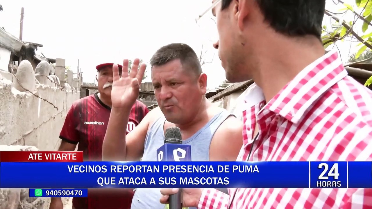Ate Vitarte: Policía Ecológica busca a puma que atemoriza a vecinos