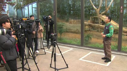 '푸바오 할부지' 강철원 사육사 "연속 앞구르기 걱정할 일 아니야" / YTN