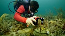 Pajitas biodegradables para proteger los corales de laboratorio de los peces hambrientos