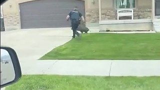 Un policier course un cochon en fuite... beau placage