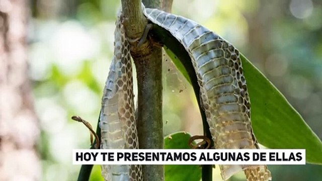 Los 9 Animales Más Raros del Mundo