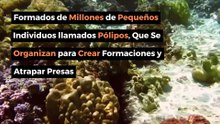 10 Animales que Pueden Vivir sin Cerebro