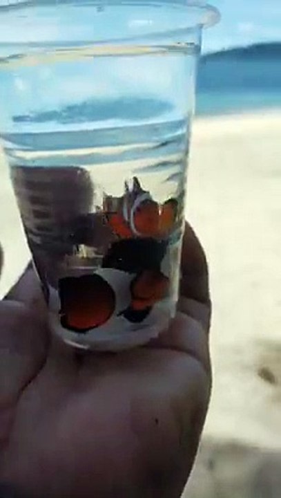 freeing fish