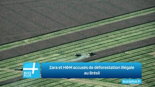 Zara et H&M accusés de déforestation illégale au Brésil