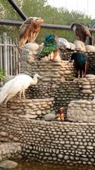 Peacock and ducks heavens #viral #trending #foryou #reels #beautiful #love #funny #delicious #fun #love #yummy
