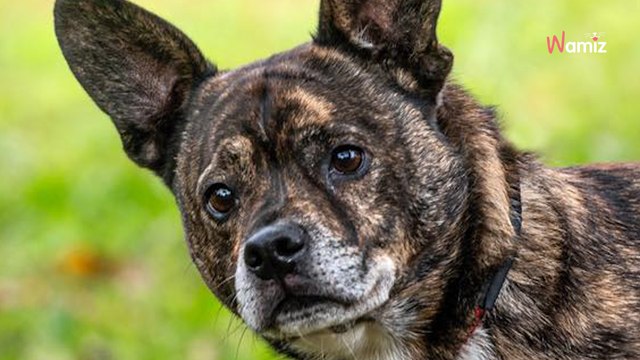 Après 3 abandons et 2 ans de refuge, ce chien gentil mais craintif trouvera-t-il enfin sa famille pour la vie ?