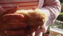 Miep en de poesjes 8 april