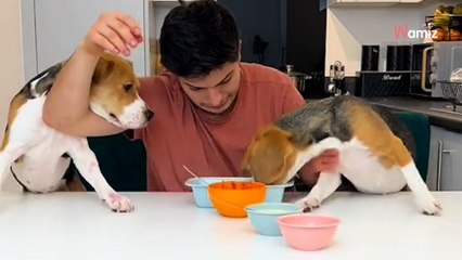Il veut faire des lasagnes avec ses chiens : c'est sans doute la scène la plus chaotique jamais vue (vidéo)