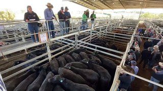 Moss Vale weaner sale