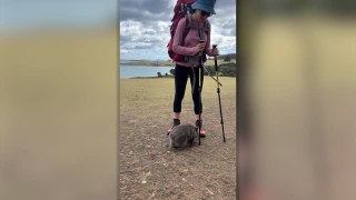 Cute Wombat Twerks On Hiker's Poles To Scratch Butt | Wild-ish TV