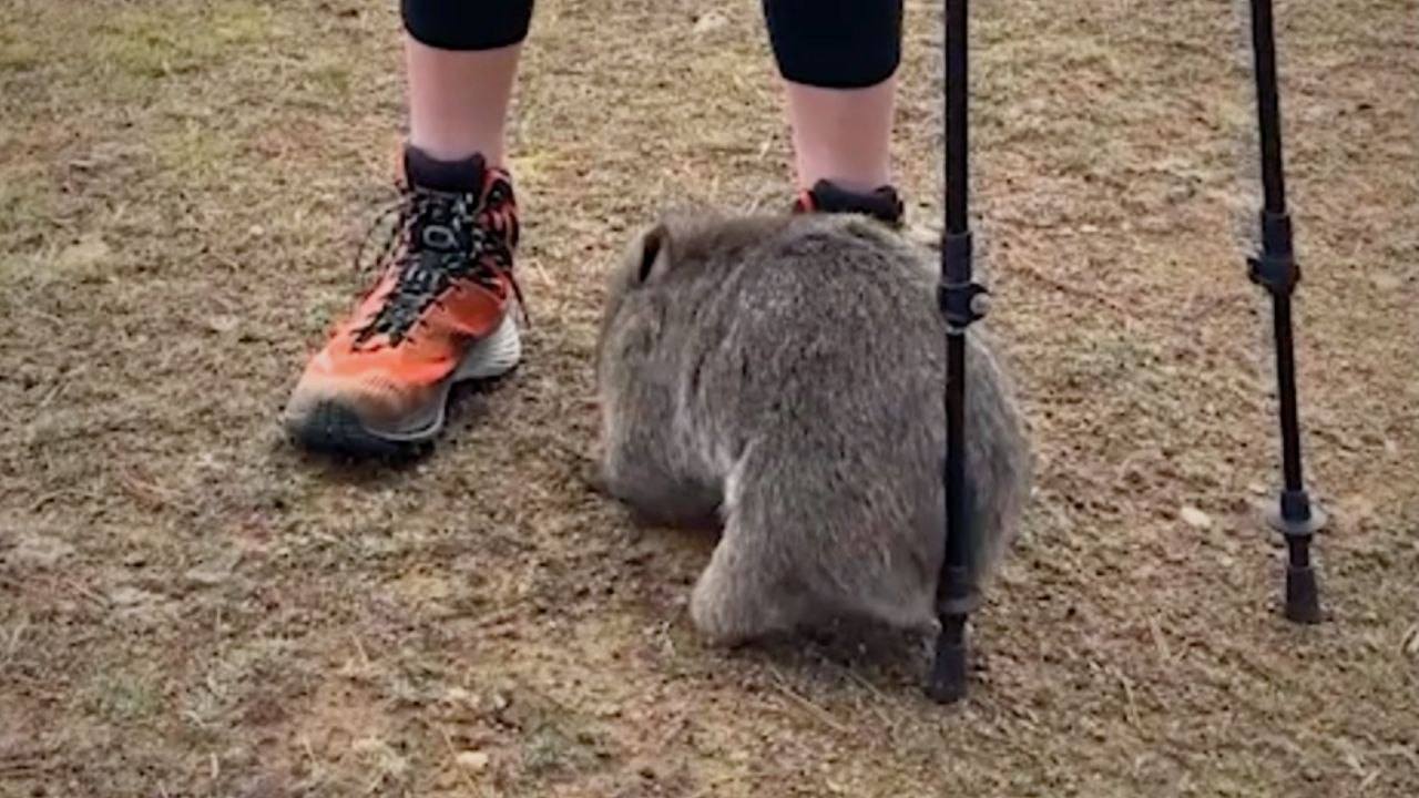 Cute Wombat Twerks On Hiker's Poles To Scratch Butt | Wild-ish TV